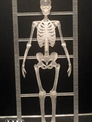 Skeleton tall